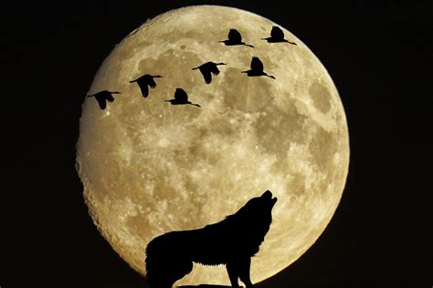 Shamanic wolf moon magic